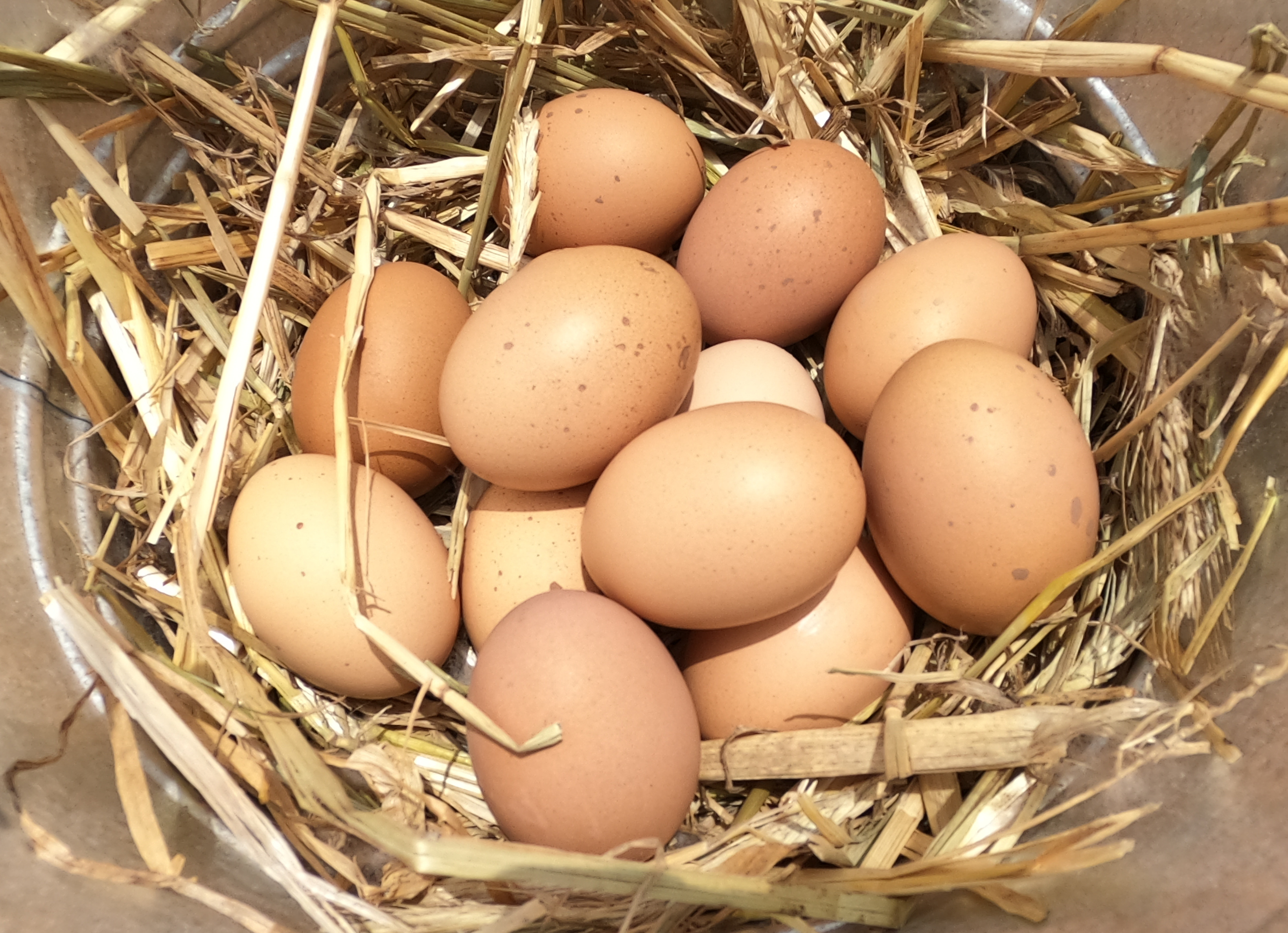 A dozen speckled brown Barred Rock eggs in nest of straw.