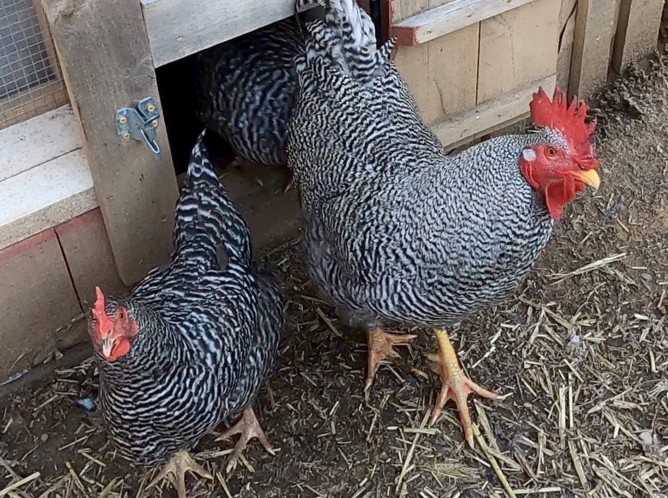 A barred rock cockerel and pullet standing near the hen house door.