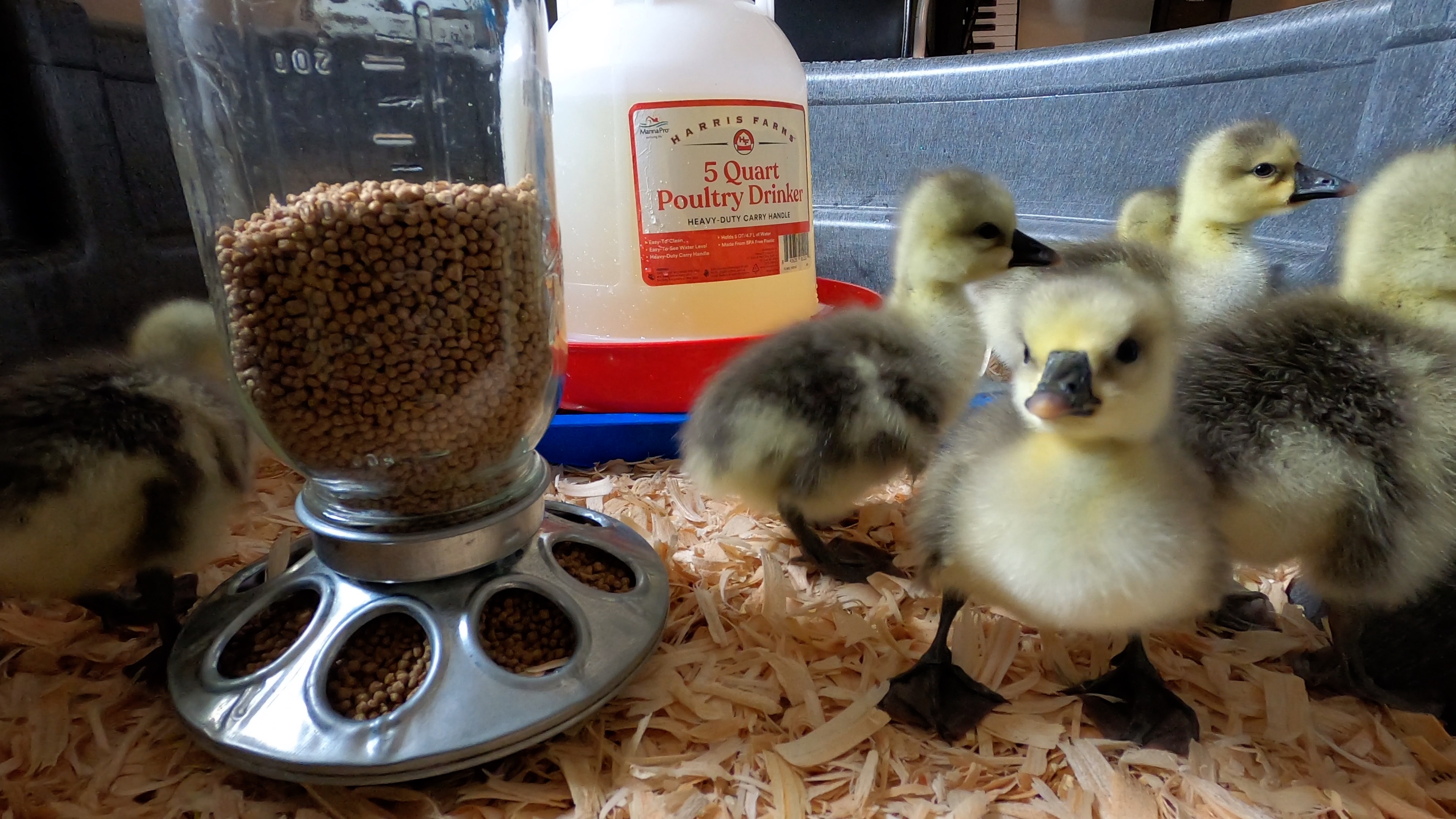 Brown Chinese goslings toddle around the brooder searching for their leader.