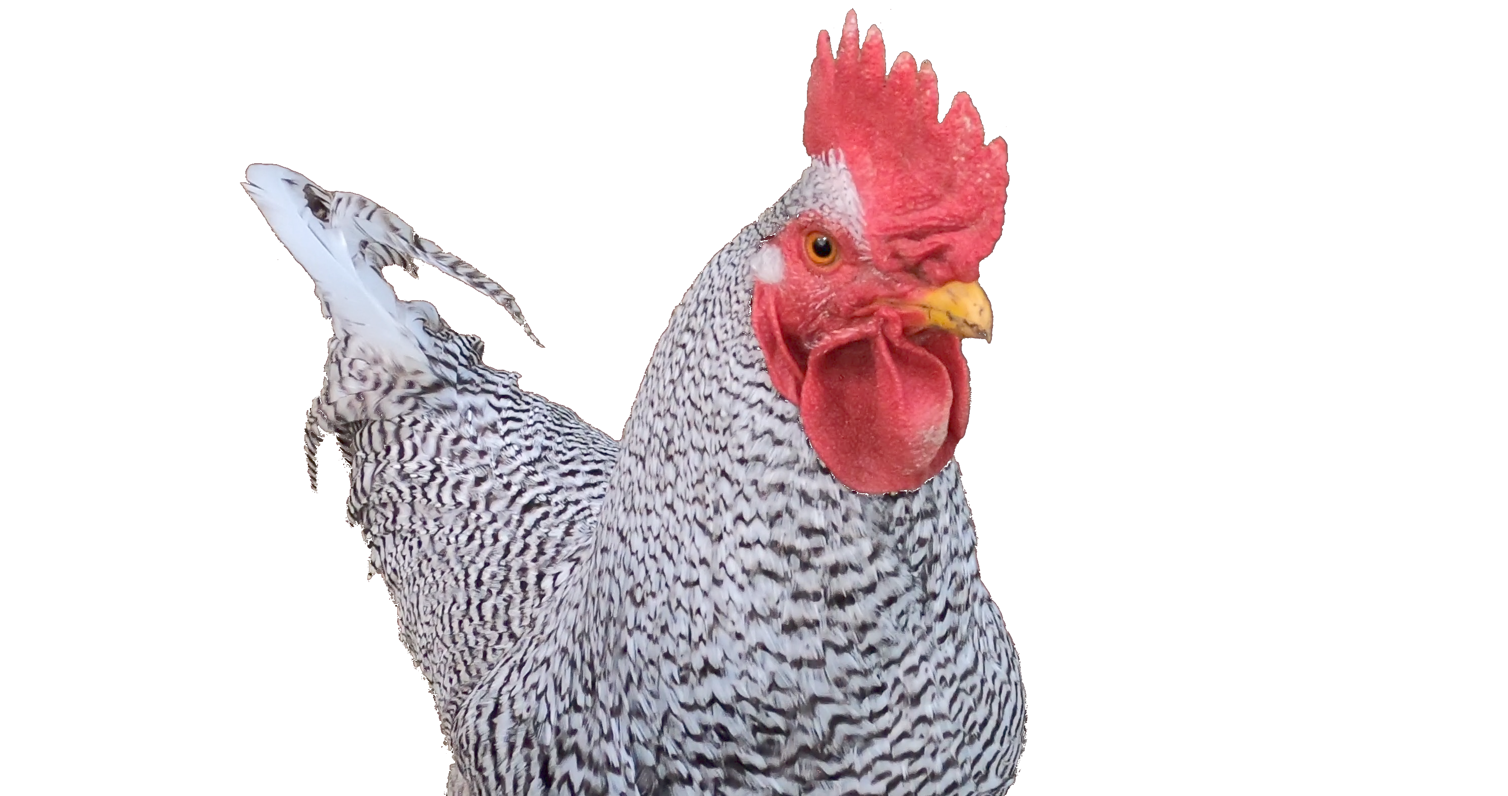 Barred rock cockerel begging for a peanut.
