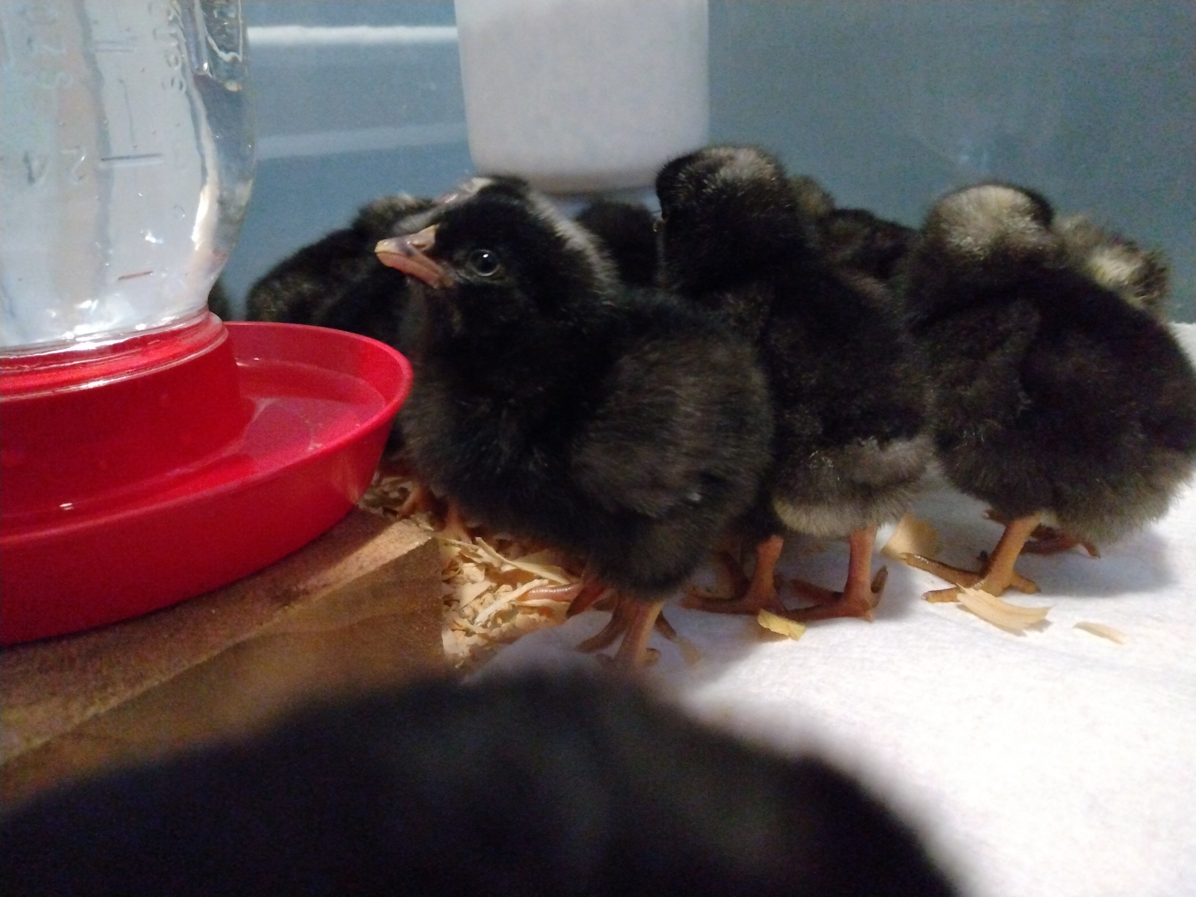 A brooder full of black and white barred rock chicks.