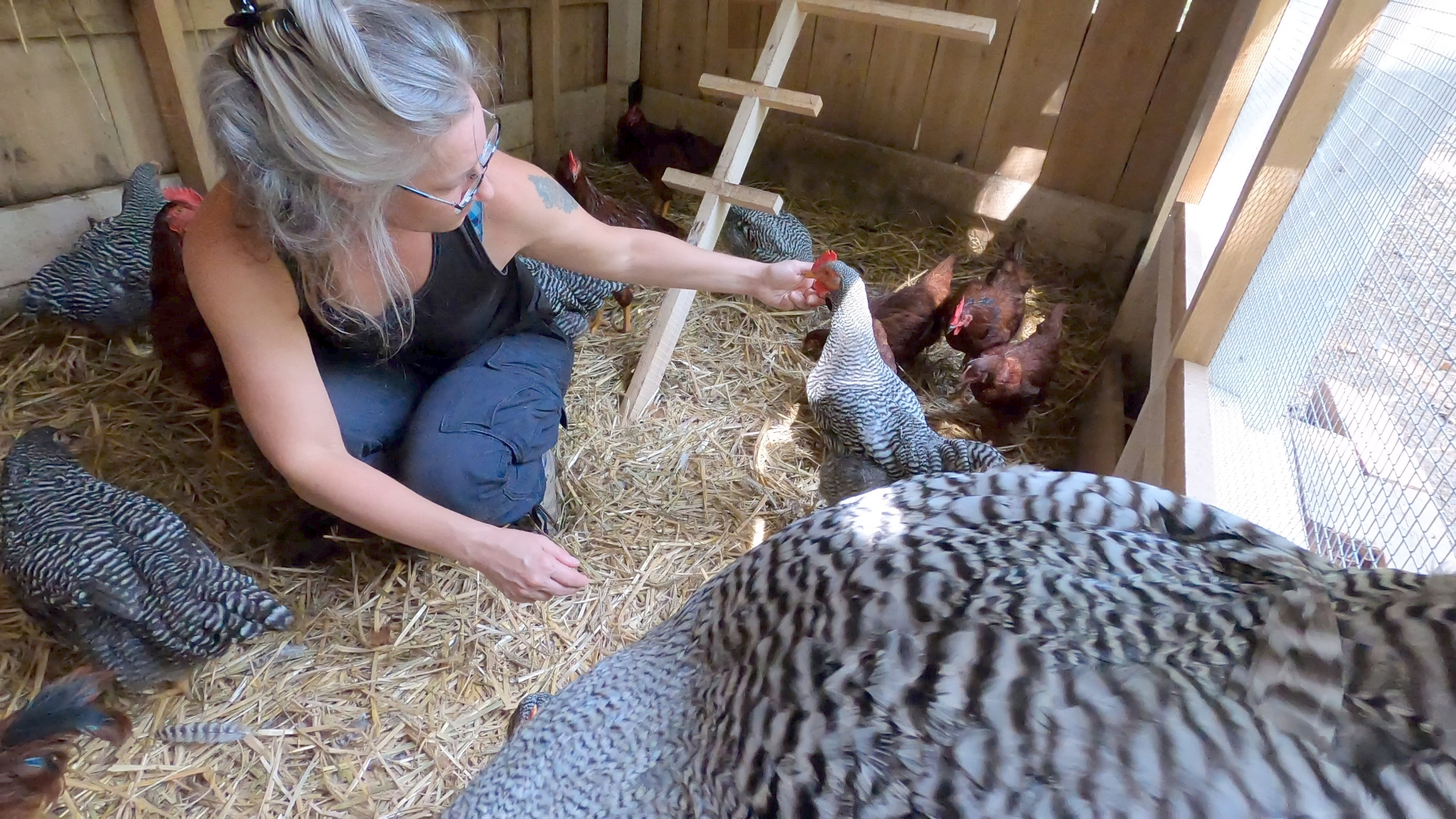 Farmer petting Barred Rock cockerel in henhouse.