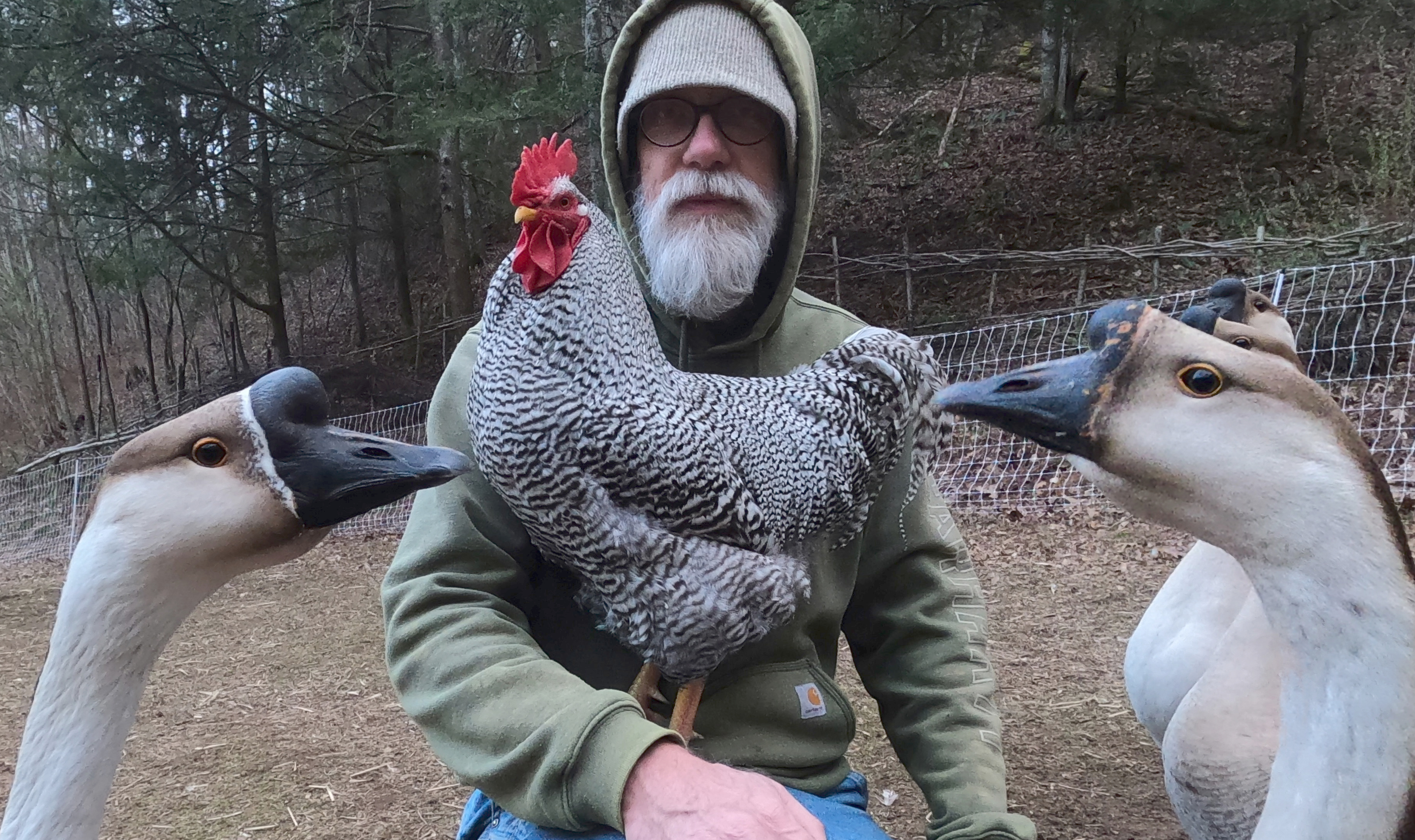 A farmer with his flock of geese and a cockerel on his knee.