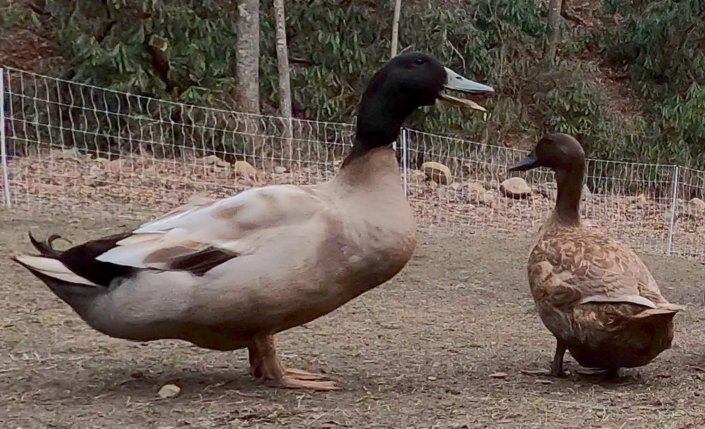 A Khaki Campbell drake and hen standing together in the waterfowl yard.