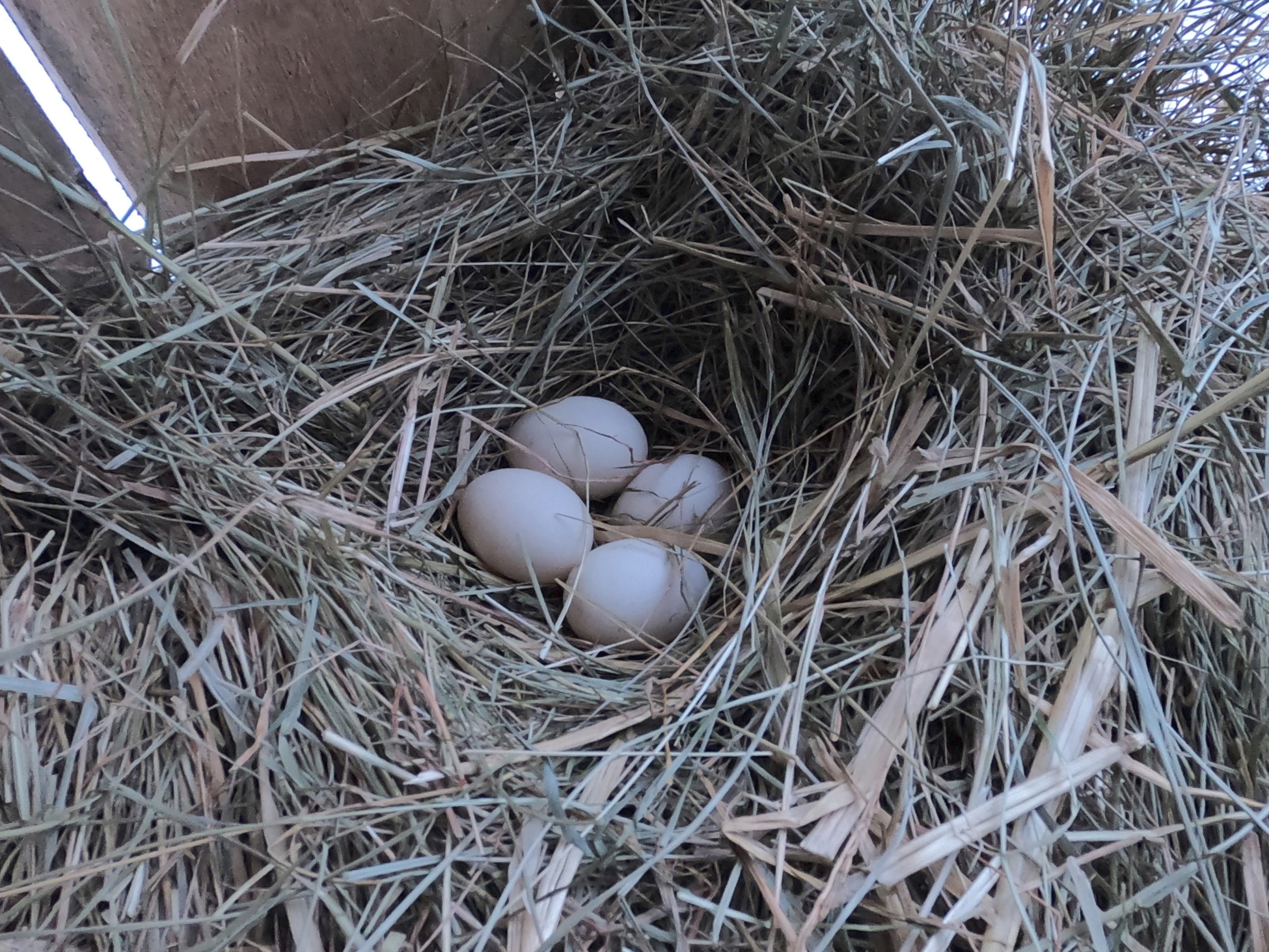 Four perfect Khaki Campbell duck eggs in nest of straw on the waterfowl house floor.
