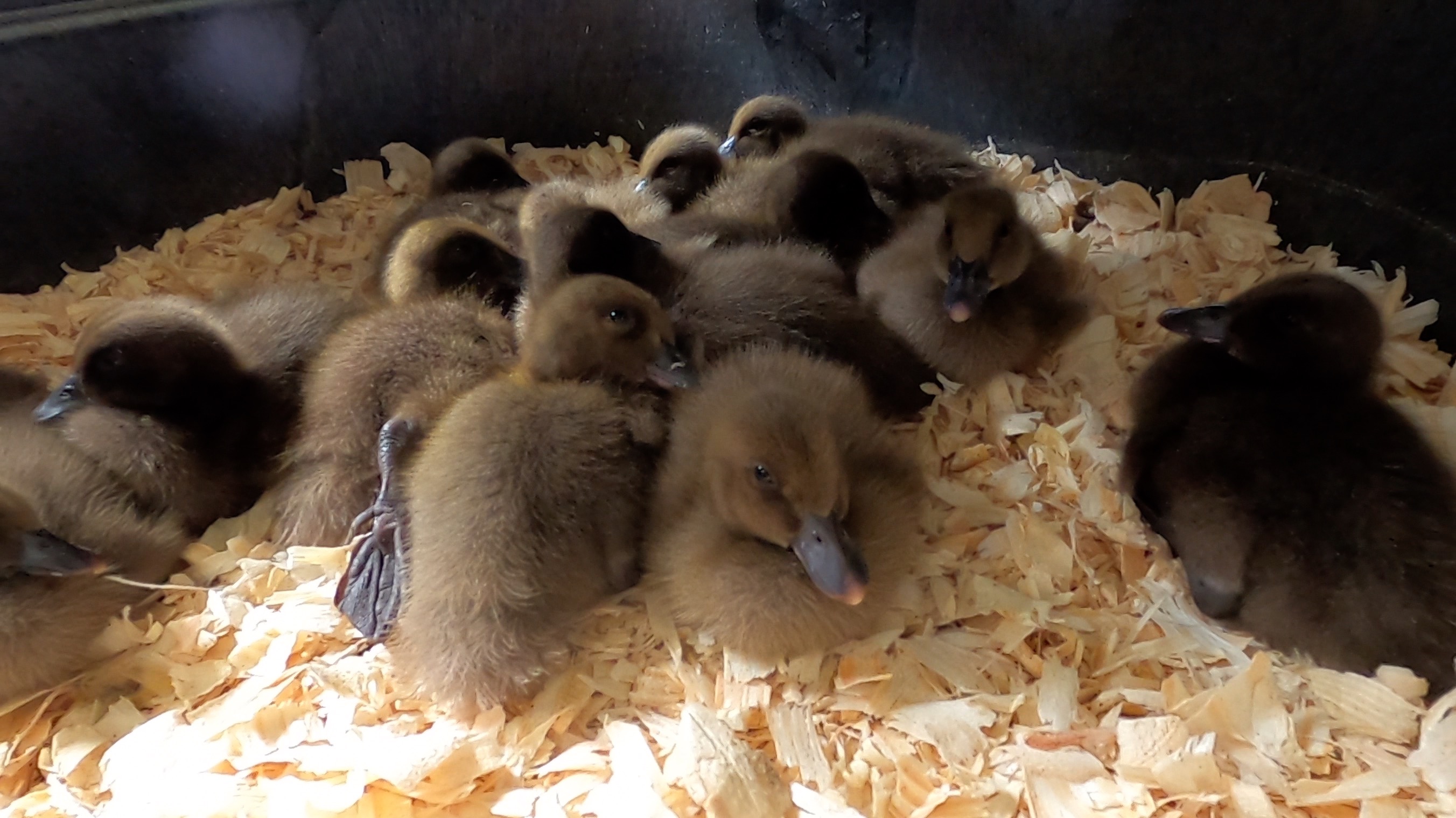 Bronze Khaki Campbell ducklings take a nap on a bed of wood chips.